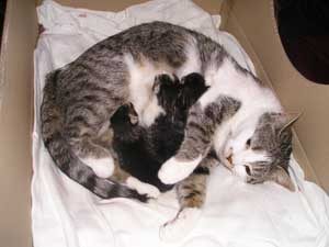 Moeder Clio met haar drie kittens