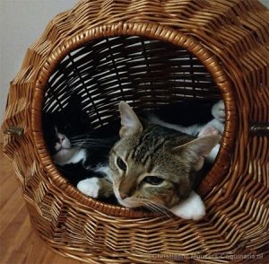 Na een jaar vinden Luna en Milo de kattenmaand nog steeds een lekker plekje.