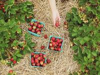 Gartenarbeit im Frühjahr von Bodenbearbeitung bis zur Ernte