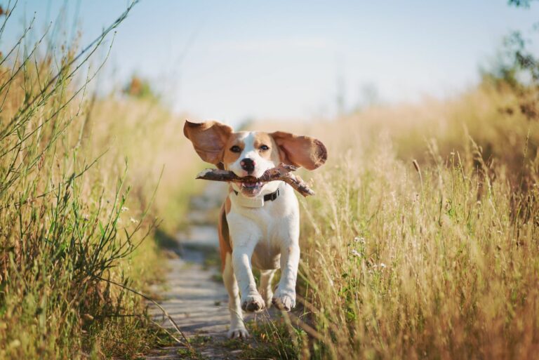 gps-tracker-fuer-hunde