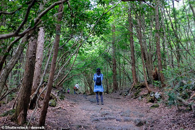 Lucy (not pictured) enjoys a guided tour through the Aokigahara forest
