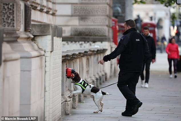 A police dog with a handler on patrol in London this morning ahead of Trooping The Colour