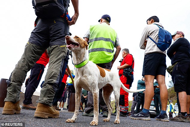 A dog listens to the instructions of the Civil Guard agents alongside her owner before beginning the search