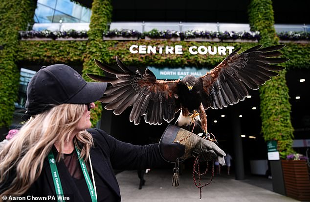 Rufus the Harris hawk is held by handler Imogen Davies ahead of Wimbledon this morning