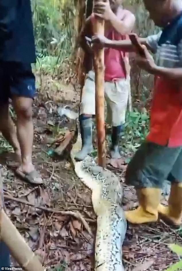 Shocking images and videos showed villagers surrounding the scene stamping on the body of the snake