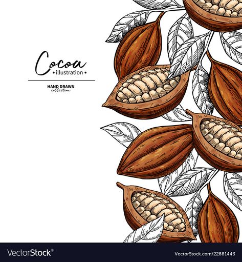Cocoa, Packaging, Branding Design, Design, Food Packaging Design, Food Illustrations, Chocolate Packaging Design, Food Sketch, Chocolate Drawing