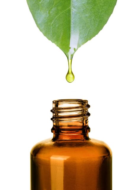 Tea tree oil could become your best friend. It shows major benefits for individuals who have blemish prone skin and it also has other benefits, too. Read more in our blog! #teatreeoil #blemish #skincare #haircare #natural #organic #diy #homeremedies #primallifeorganics #australianbodycare #healthy #lifestyle Essential Oils, Aroma Therapy, Oils, Tea Tree, Tea Tree Essential Oil, Tea Tree Oil, Aromas, Cleansing Oil, Marjoram Essential Oil