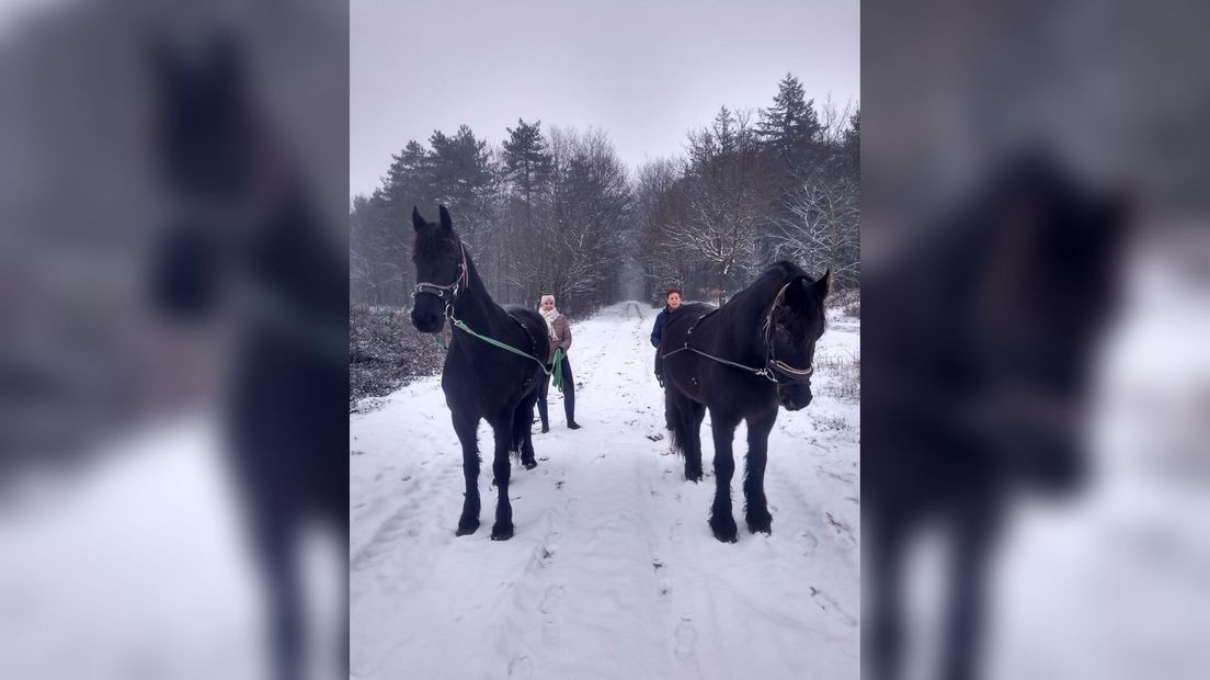 Wandelen met de paarden in de sneeuw
