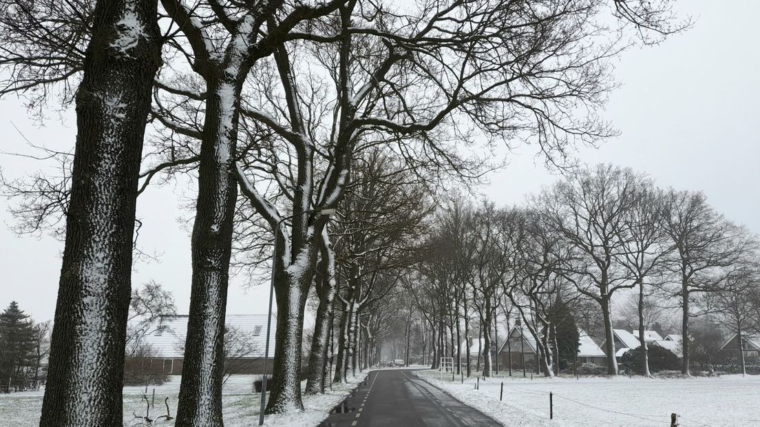 Besneeuwde bomen in Drenthe