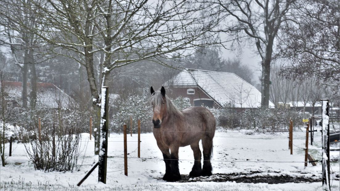 Paard in de sneeuw bij Drouwen
