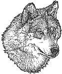 iwolf1