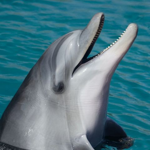 delfin256