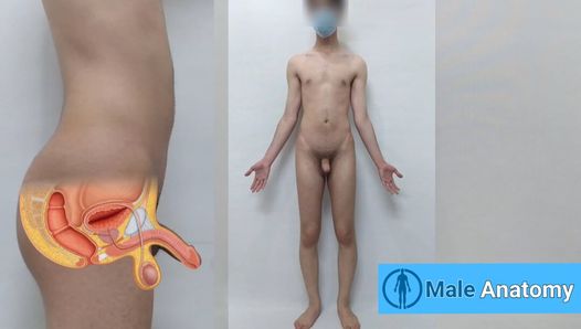 Hướng dẫn giải phẫu nam có thật, nghiên cứu giải phẫu của cơ thể người đàn ông khỏa thân (Danieltp2002) (cậu bé Iran)