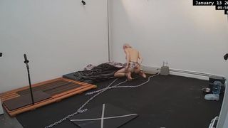 Objekt Sklaven-Windhund in ihrem neuen Zuhause