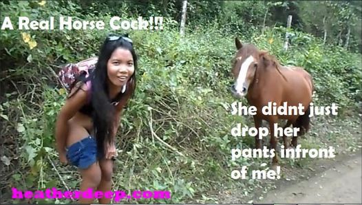 Thailändsk tonåring peru till ecuador hästar till creampies