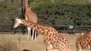 Australische schoolmeisjes maken een dierentuintocht