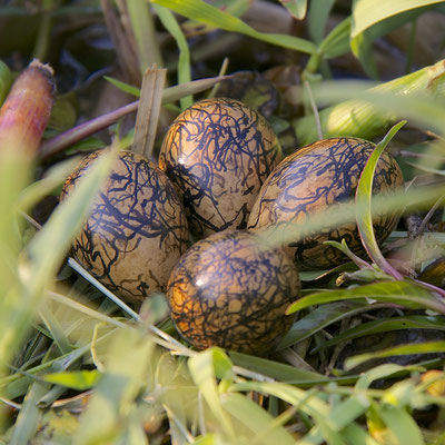 Nest van Lelieloper, Khwai river