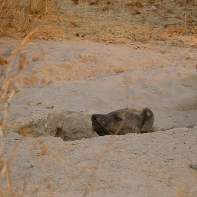 Hyena in nesthol, Sango
