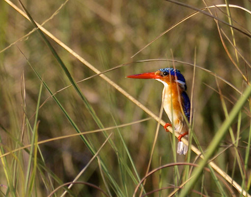 Malachiet IJsvogel, Okavango delta, vanuit Gunns camp