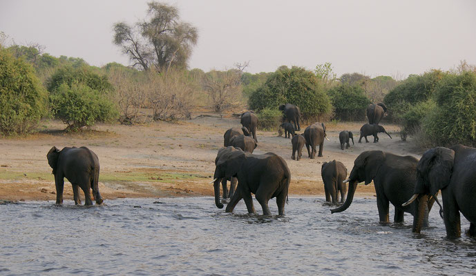 Olifanten in de Chobe river