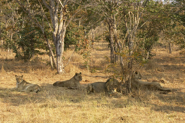 Leeuwen, Chobe national park