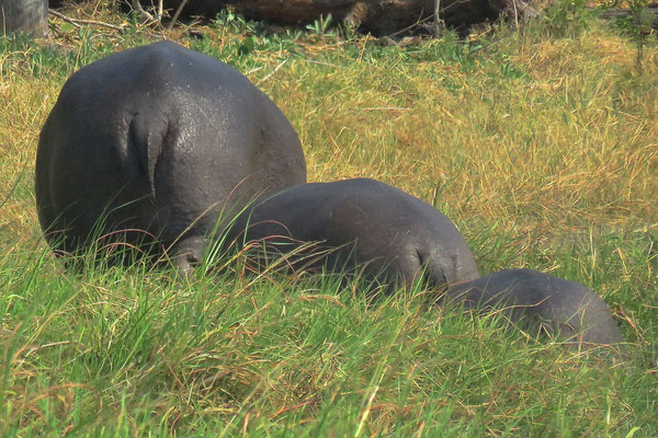Nijlpaarden, Sango
