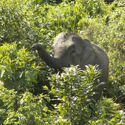 Indische olifant, Royal Manas National Park