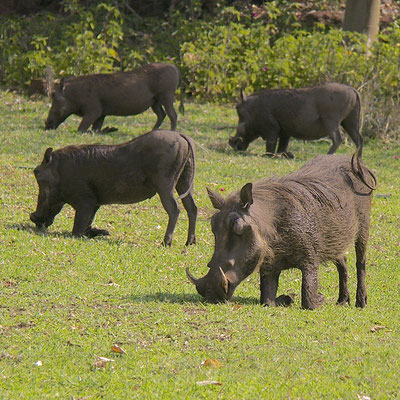 Wrattenzwijnen (Warthogs), bij Chobe river