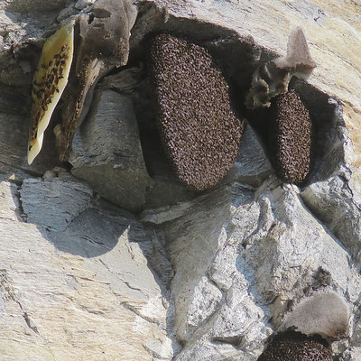 Bijenkolonies aan een rotswand