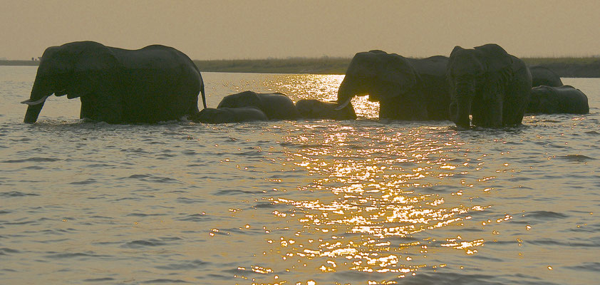 Olifanten steken de Chobe river over
