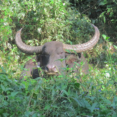 Waterbuffel, Royal Manas National Park