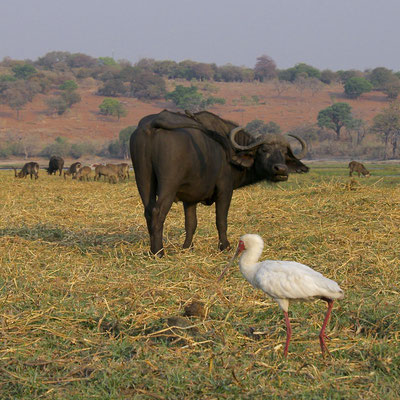 Afrikaanse of Kaapse Buffel, Waterbokken en Afrikaanse Lepelaar aan de Chobe river