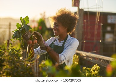 young african american woman inspecting beets just pulled from the dirt in community urban garden Stock Photo