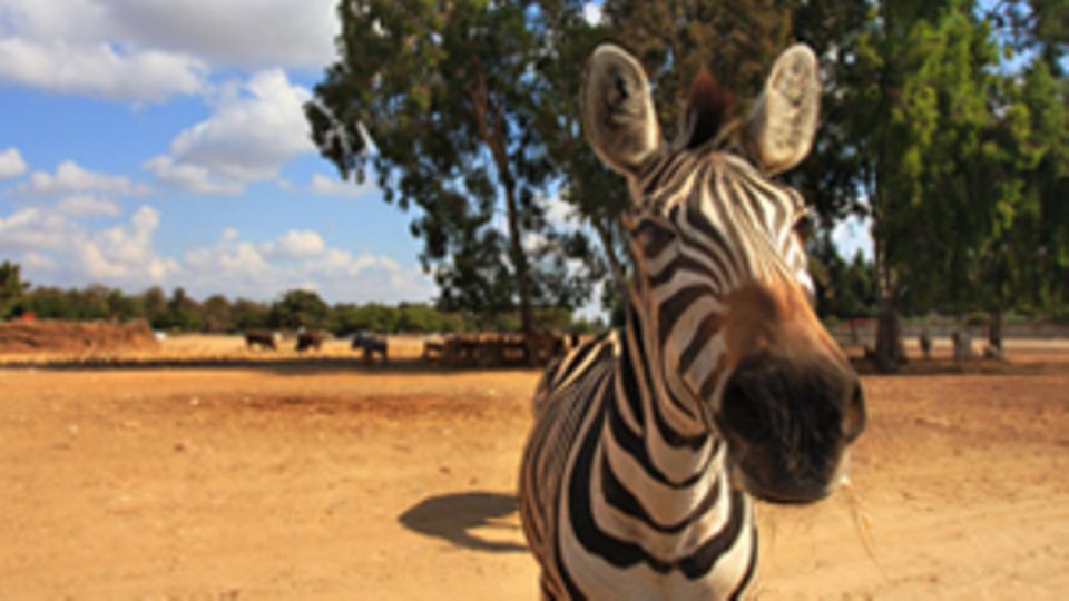 Ein Zebra schaut direkt in die Kamera. Im Hintergund sieht man die afrikanische Savanne.