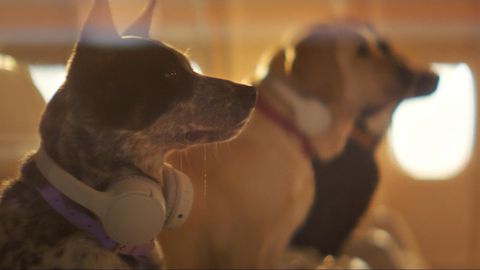 Hunde sitzen in einem Flugzeug