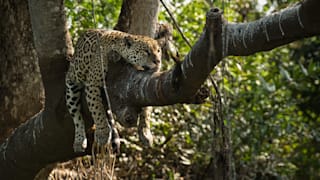 Reporter im brasilianischen Pantanal: Die Ruhe nach dem Feuersturm