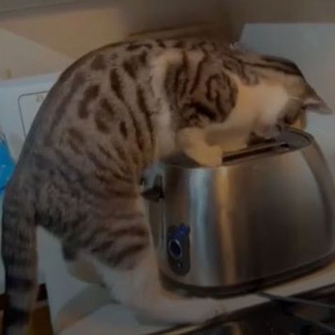 Katze scheint am Toaster zu spielen - dann passiert die Überraschung