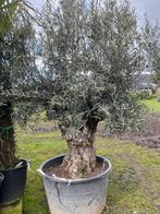 Oude olijfboom olea europaea NR.BA 27 sfeervol terras/tuin, Volle zon, 100 tot 250 cm, Ophalen, In pot