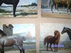 4antiek ansicht paardenras Ier Andalusie Bretagne Fransepony, Overige thema's, Ongelopen, Ophalen of Verzenden, Voor 1920