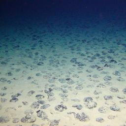 Ein mit Manganknollen bedeckter Meeresboden