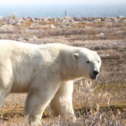Ein Eisbär in der westlichen Husdon Bay Region im nordöstlichen Teil Kanada