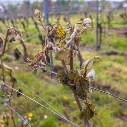 Weinreben mit Frostschäden.