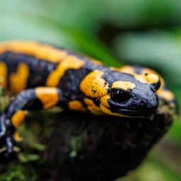 Feuersalamander