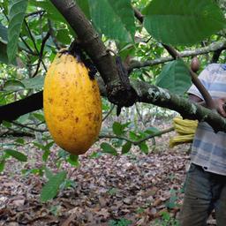Kakaoernte, Bobia/Elfenbeinküste
