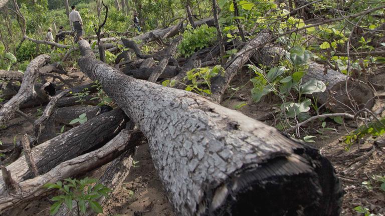 Illegal abgeholzte Bäumen in einem ehemaligen Wald in Myanmar (Archivbild vom 25 Juni 2016)