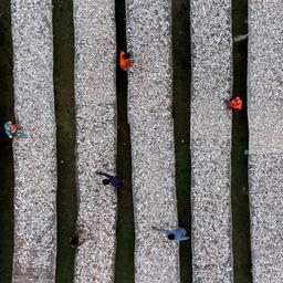 Luftaufnahme von vereinzelten Menschen, die an langen Tischen mit Bambusmatten stehen und Fische ausnehmen und säubern.