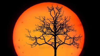Kahler Baum vor tief stehender Sonne
