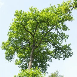 Eiche vor blauem Himmel