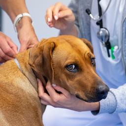 Ein Hund wird in einer Praxis von einer Tierärztin untersucht.