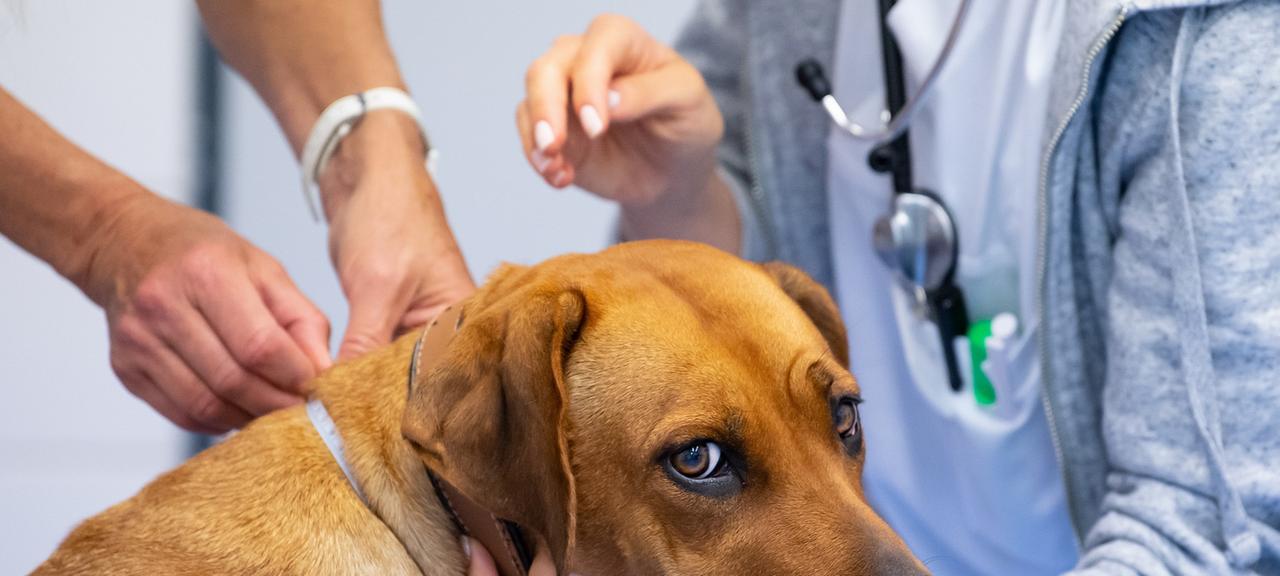 Ein Hund wird in einer Praxis von einer Tierärztin untersucht.